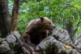 /album/galleria-fotografica/orso-bruno-30052016-149-jpg/